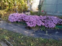 IMG_20211016_121129_060.jpg