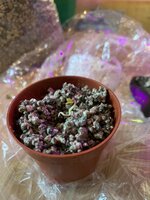 IMG_8767.jpeg