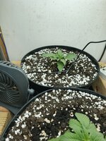 IMG_20250930_180302_887.jpg