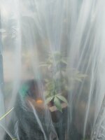 IMG_20250925_133506.jpg