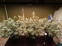 IMG_20251003_205227_561.jpg