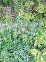 IMG_20251004_075940_386.jpg