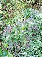 IMG_20251004_080013_238.jpg