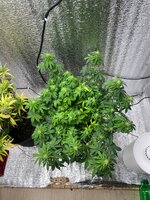 IMG_7095.jpeg