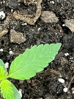 IMG_0121.jpeg
