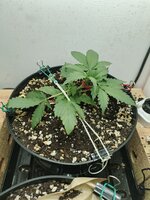 IMG_20251006_173421_037.jpg