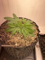 IMG_0495.jpeg