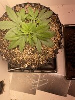 IMG_0493.jpeg