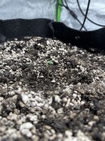 IMG_3436.jpeg