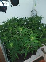 IMG_20251008_202124.jpg