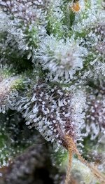 IMG_1992.jpeg