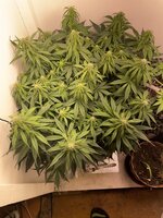 IMG_0815.jpeg