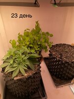 IMG_0517.jpeg