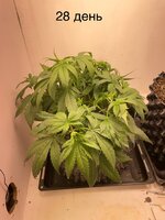 IMG_0571.jpeg