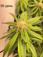 IMG_0832.jpeg