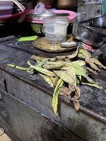 IMG_0922.jpeg