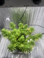 IMG_7158.jpeg