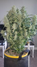 6-2-is-the-best-light-cycle-for-autoflowers-v0-gsa28ad9cmhe1.jpeg