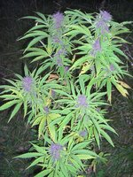 purple_power.jpg