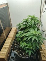 IMG_20251019_173735_304.jpg