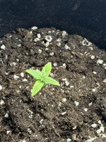 IMG_2031.jpeg