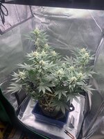 IMG_8940.jpeg