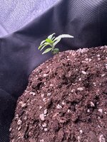 IMG_2056.jpeg
