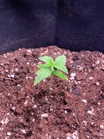 IMG_0668.jpeg