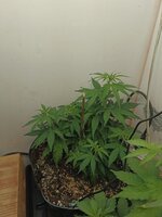IMG_20251023_190440_512.jpg