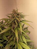 IMG_1182.jpeg
