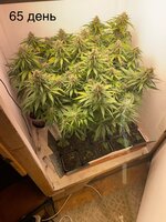 IMG_1204.jpeg