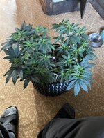 IMG_1220.jpeg