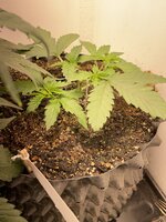 IMG_0639.jpeg