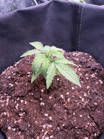 IMG_2128.jpeg