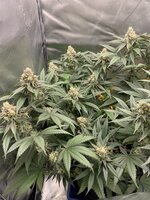 IMG_9033.jpeg