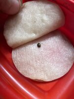 IMG_1325.jpeg