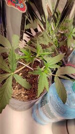 P_20251028_003140.jpg