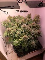 IMG_1343.jpeg