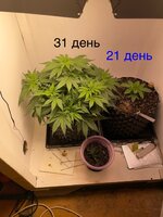 IMG_0587.jpeg