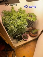IMG_0835.jpeg