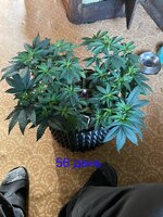 IMG_1220.jpeg