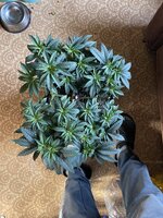 IMG_1221.jpeg