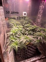 IMG_1279.jpeg