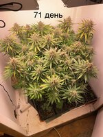 IMG_1370.jpeg