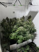 IMG_1386.jpeg