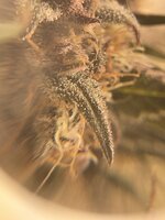 IMG_1431.jpeg