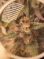 IMG_1430.jpeg
