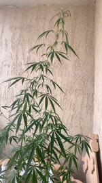 IMG_9071.jpeg