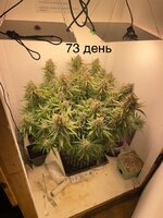 IMG_1436.jpeg