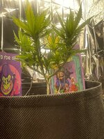 IMG_2763.jpeg